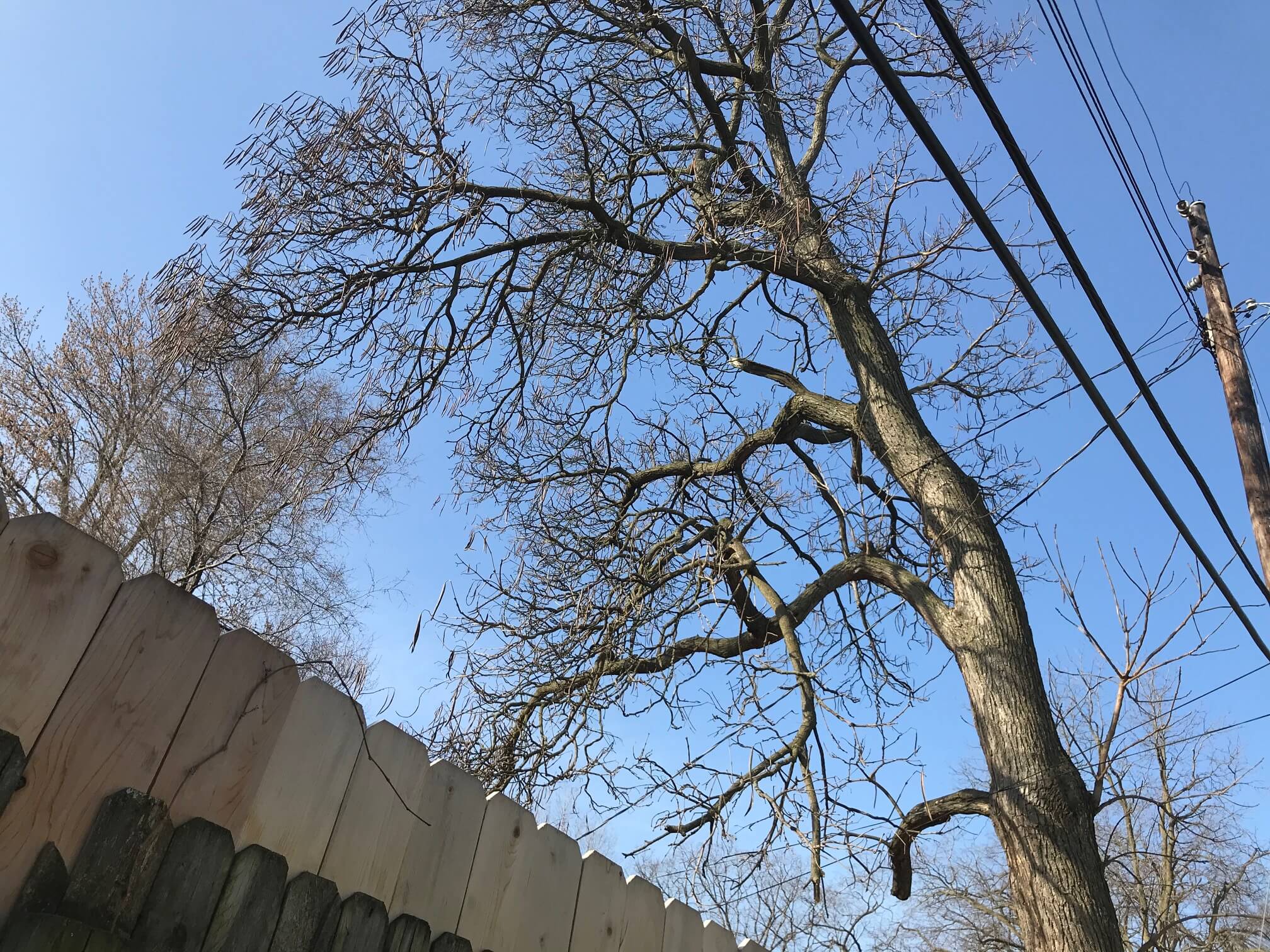 Best Free Tree Removal Options