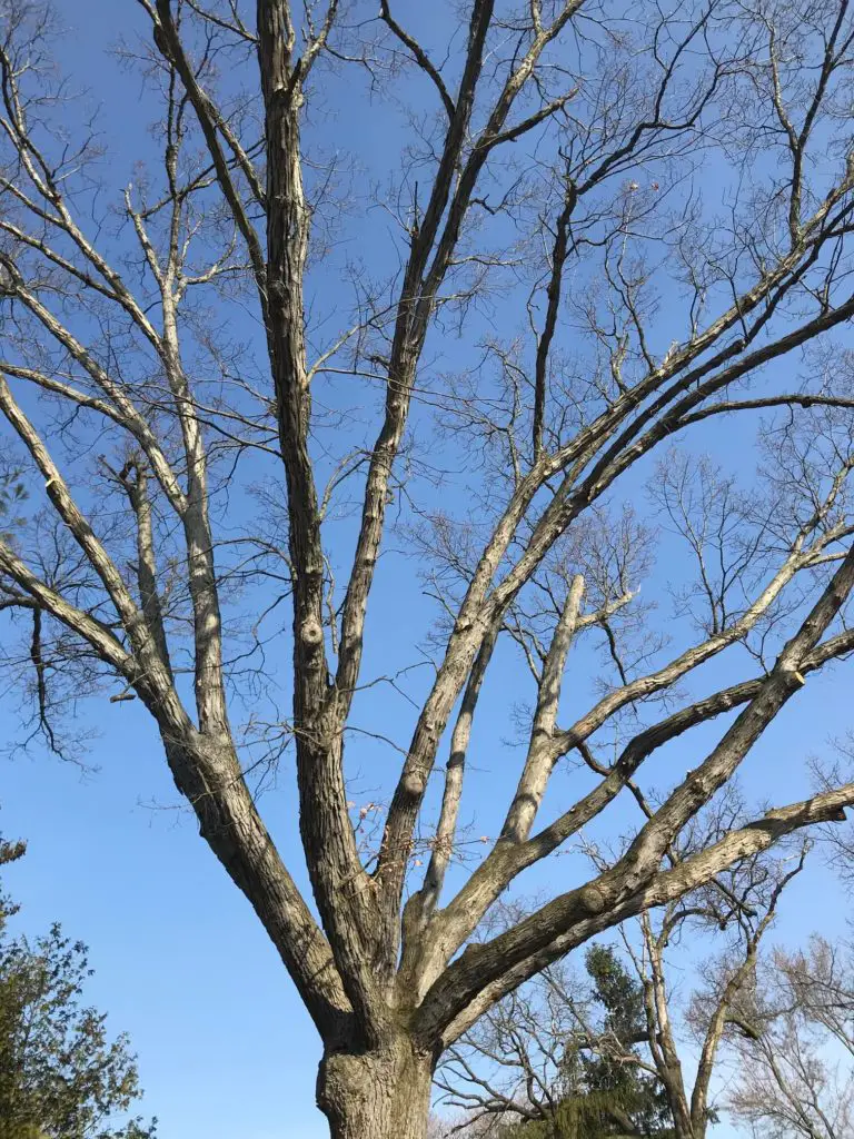 free tree removal for seniors