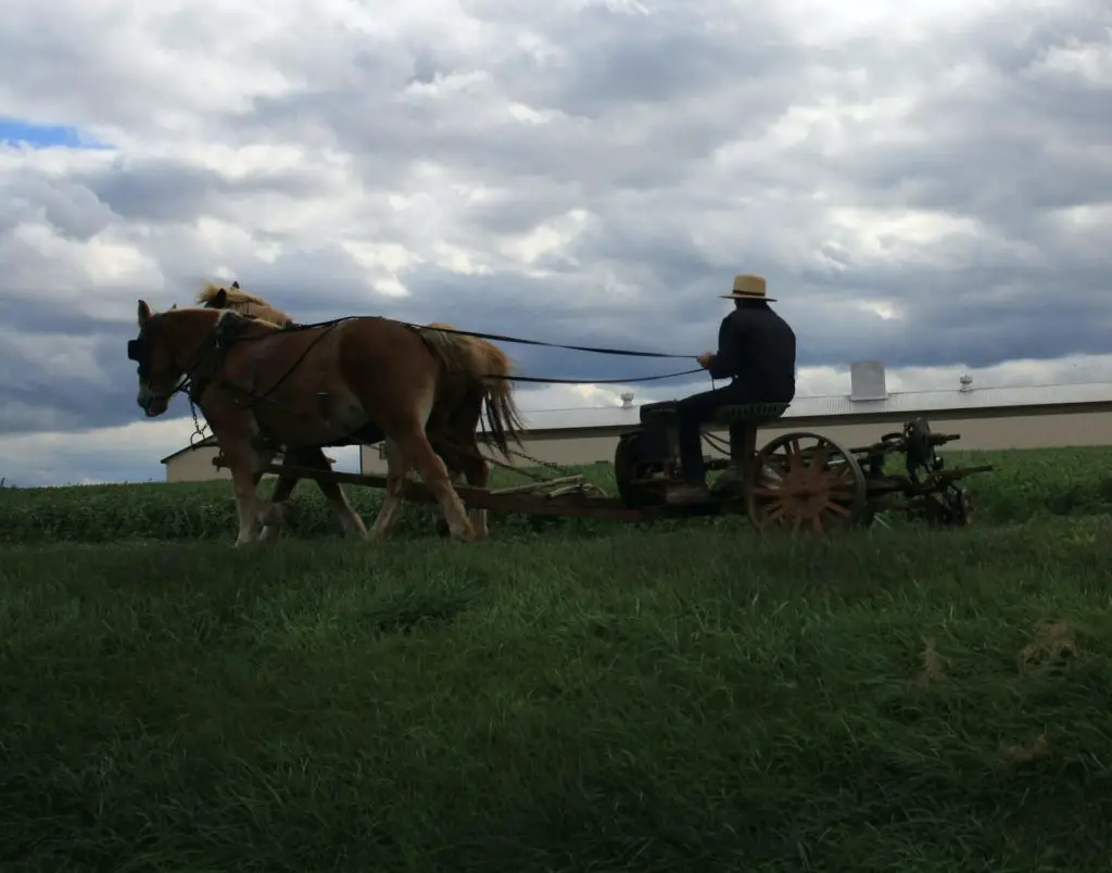 Do Amish pay taxes in Canada